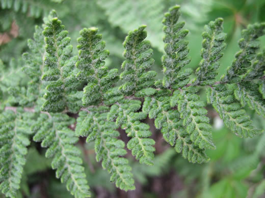 image of Myriopteris tomentosa, Woolly Lipfern