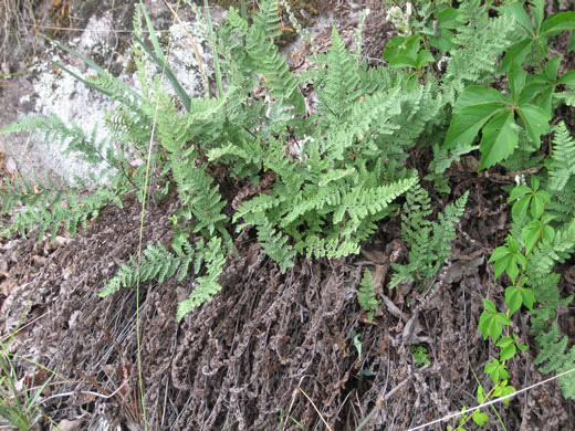 image of Myriopteris tomentosa, Woolly Lipfern