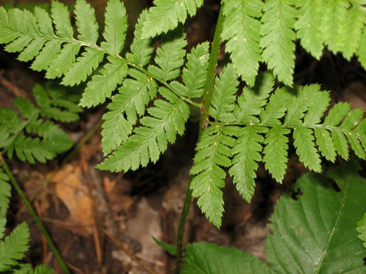 image of Dryopteris carthusiana, Spinulose Woodfern, Toothed Woodfern