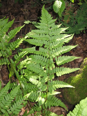 image of Dryopteris carthusiana, Spinulose Woodfern, Toothed Woodfern