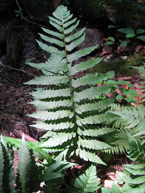 image of Dryopteris celsa, Log Fern