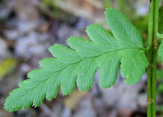 image of Dryopteris cristata, Crested Woodfern, Crested Shield-fern