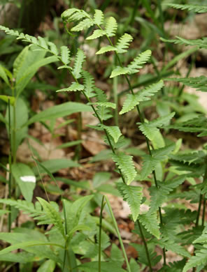 image of Dryopteris cristata, Crested Woodfern, Crested Shield-fern