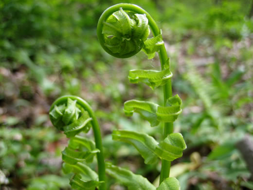 image of Diplaziopsis pycnocarpa, Glade Fern