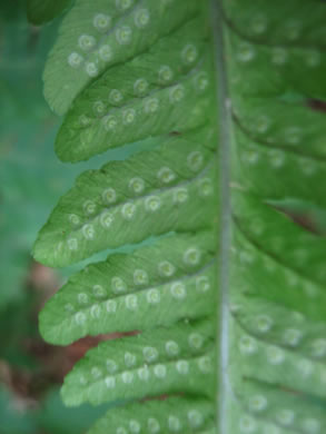 image of Dryopteris goldieana, Goldie's Woodfern