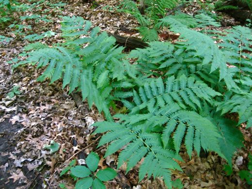 image of Dryopteris goldieana, Goldie's Woodfern