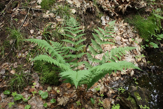 image of Dryopteris intermedia, Evergreen Woodfern, Fancy Fern, Intermediate Woodfern