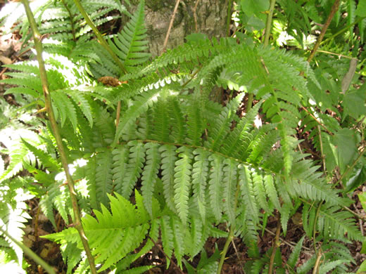 image of Dryopteris ludoviciana, Southern Woodfern, Southern Shield-fern