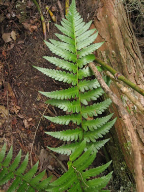 image of Dryopteris ludoviciana, Southern Woodfern, Southern Shield-fern