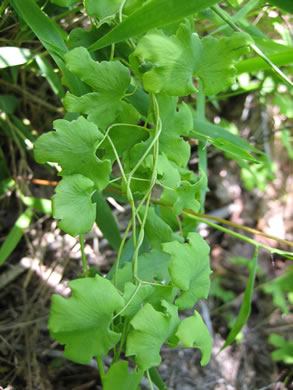 image of Lygodium palmatum, American Climbing Fern