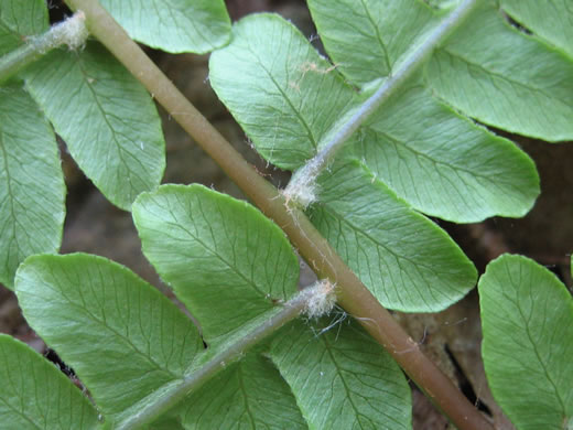 Osmundastrum cinnamomeum, Cinnamon Fern