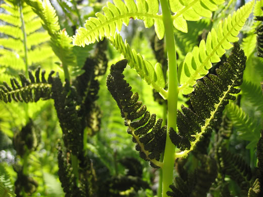 image of Claytosmunda claytoniana, Interrupted Fern