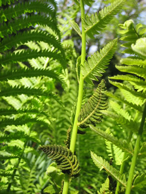 image of Claytosmunda claytoniana, Interrupted Fern