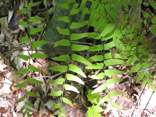 image of Osmunda spectabilis, American Royal Fern