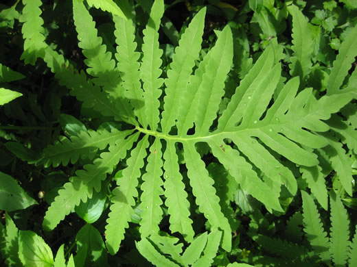 Onoclea sensibilis, Sensitive Fern, Bead Fern