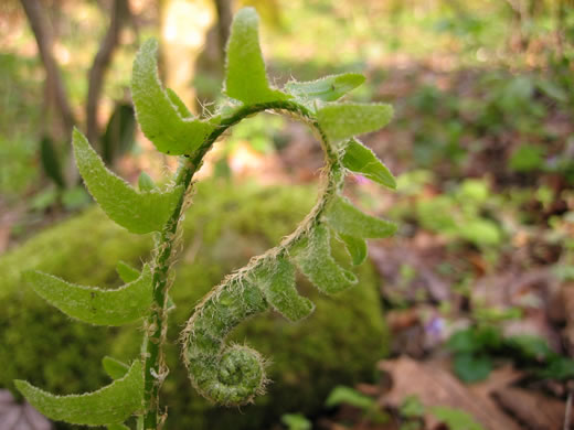 image of Polystichum acrostichoides, Christmas Fern