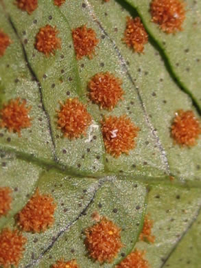 image of Polypodium appalachianum, Appalachian Rockcap Fern, Appalachian Polypody