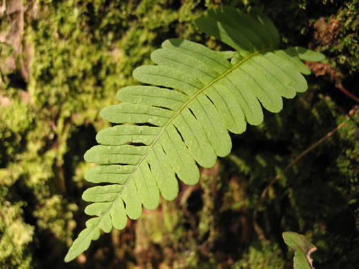 image of Polypodium appalachianum, Appalachian Rockcap Fern, Appalachian Polypody