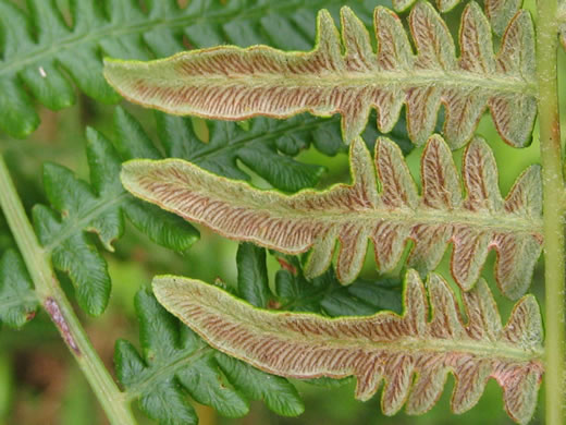 image of Pteridium pseudocaudatum, Southern Bracken