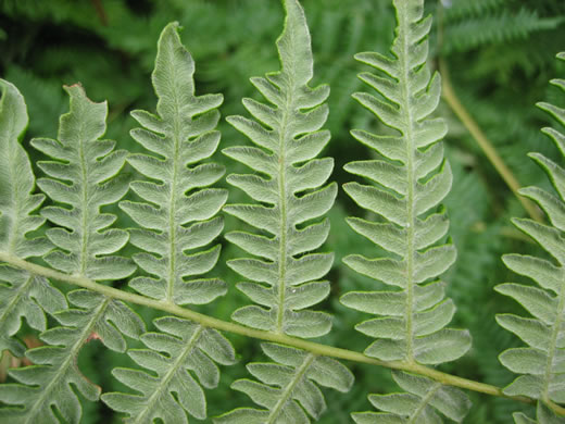 image of Pteridium latiusculum, Eastern Bracken, Brake