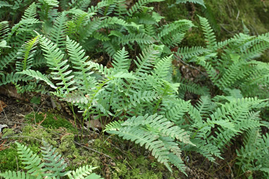 image of Polypodium virginianum, Common Rockcap Fern, Rock Polypody