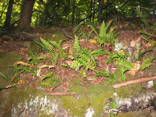 image of Polypodium virginianum, Common Rockcap Fern, Rock Polypody