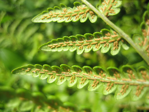 image of Anchistea virginica, Virginia Chain-fern