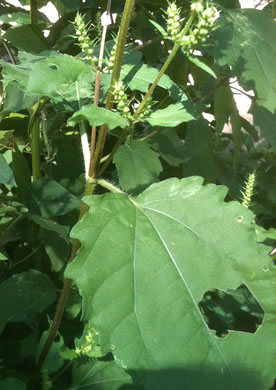 image of Iva annua, Sumpweed, Rough Marsh-elder, Annual Marsh-elder