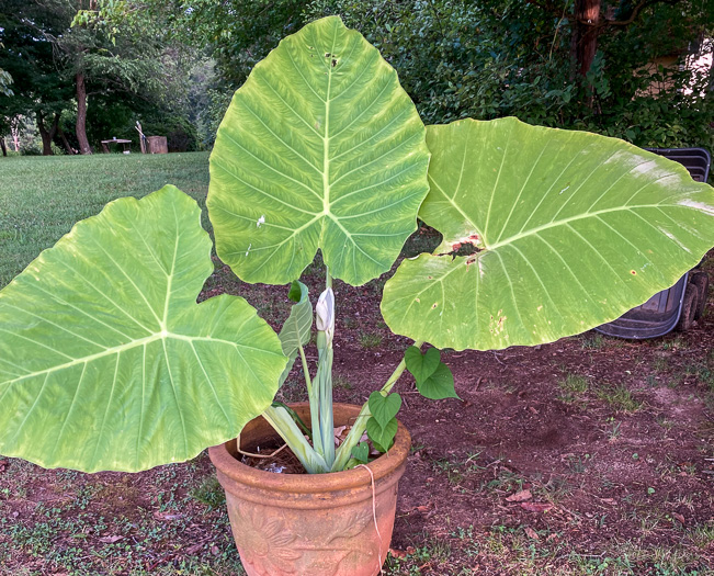 image of Colocasia gigantea, Giant Elephant's-ear, Indian Taro