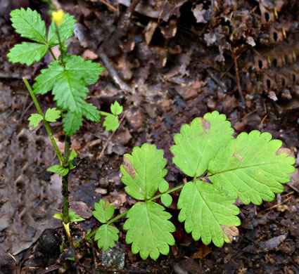 leaf or frond of Agrimonia rostellata, Woodland Agrimony