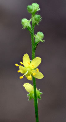 image of Agrimonia rostellata, Woodland Agrimony