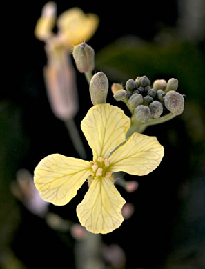 flower of Raphanus raphanistrum ssp. raphanistrum, Wild Radish, Jointed Charlock, White Charlock