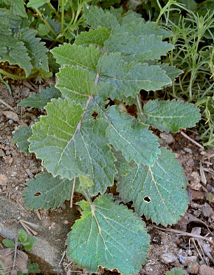 leaf or frond of Raphanus raphanistrum ssp. raphanistrum, Wild Radish, Jointed Charlock, White Charlock