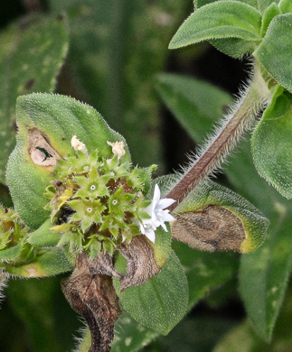 image of Richardia brasiliensis, Brazilian-clover, Tropical Mexican-clover, Tropical Richardia