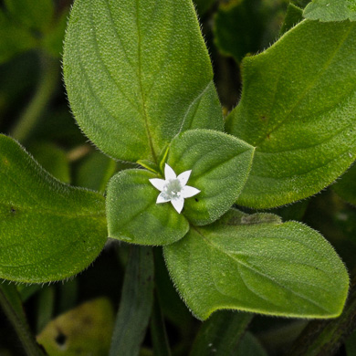 image of Richardia brasiliensis, Brazilian-clover, Tropical Mexican-clover, Tropical Richardia