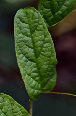 image of Stylisma humistrata, Southern Dawnflower