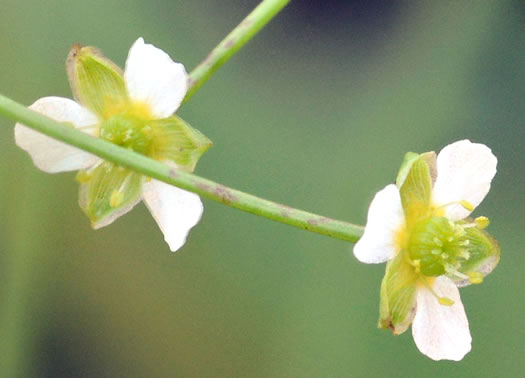 Alisma subcordatum, Southern Water-plantain, American Water-plantain