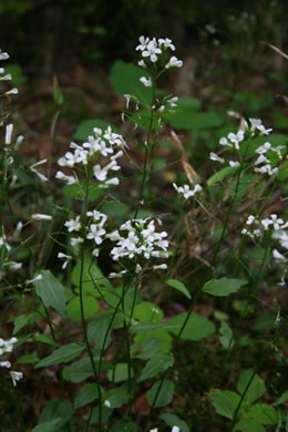 image of Cardamine bulbosa, Bulbous Bittercress, Spring Cress