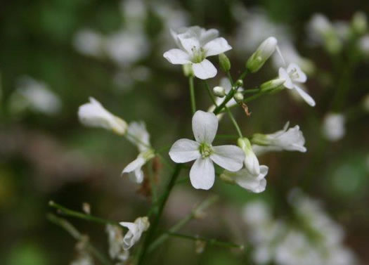 flower of Cardamine bulbosa, Bulbous Bittercress, Spring Cress
