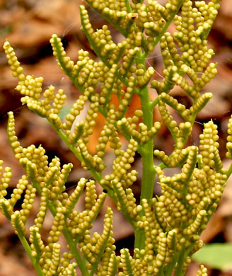 image of Sceptridium biternatum, Southern Grapefern