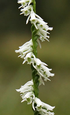 image of Spiranthes lacera var. gracilis, Southern Slender Ladies'-tresses