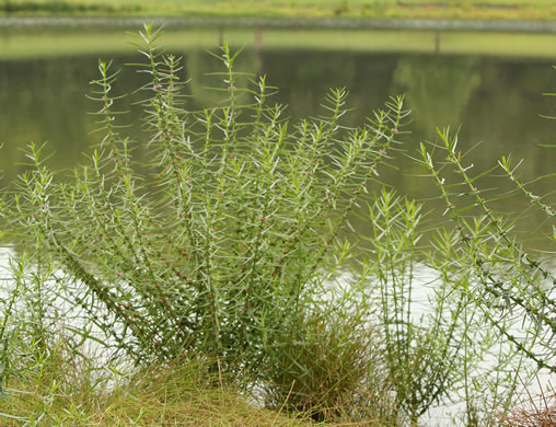 image of Ammannia coccinea, Red Toothcup, Scarlet Toothcup, valley redstem