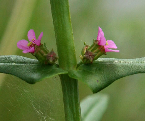 image of Ammannia coccinea, Red Toothcup, Scarlet Toothcup, valley redstem