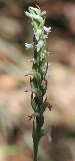 image of Spiranthes ovalis var. erostellata, Lesser Ladies'-tresses, Oval Ladies'-tresses, October Ladies'-tresses