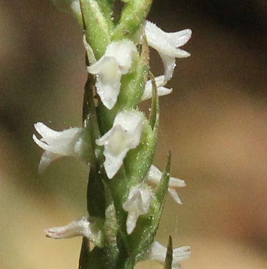 image of Spiranthes ovalis var. erostellata, Lesser Ladies'-tresses, Oval Ladies'-tresses, October Ladies'-tresses