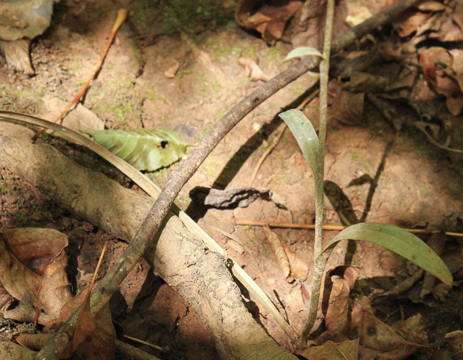 image of Spiranthes ovalis var. erostellata, Lesser Ladies'-tresses, Oval Ladies'-tresses, October Ladies'-tresses