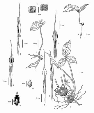 drawing of Pinellia ternata, Pinellia, Crow-dipper