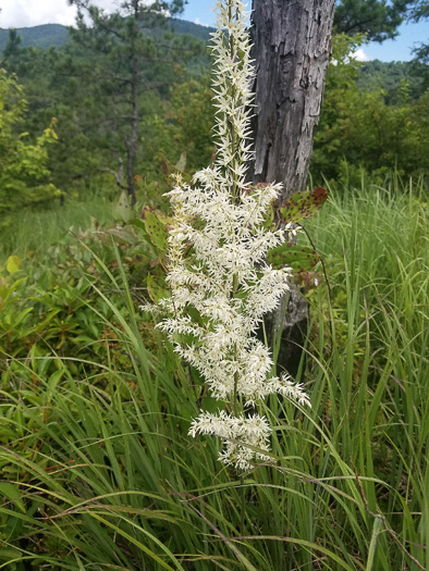 image of Stenanthium gramineum var. gramineum, Featherbells, Eastern Featherbells