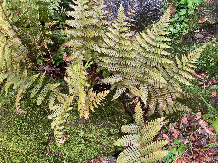 image of Dryopteris erythrosora, Autumn Fern, Japanese Red Shield-fern, Japanese Shield-fern