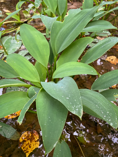 image of Orontium aquaticum, Golden Club, Never-wet, Bog Torches